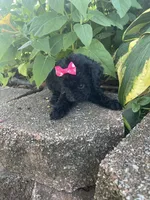 Patches SILVER Girl #1, a female Poodle - Toy  for sale in Belton, MO – 2 of 4