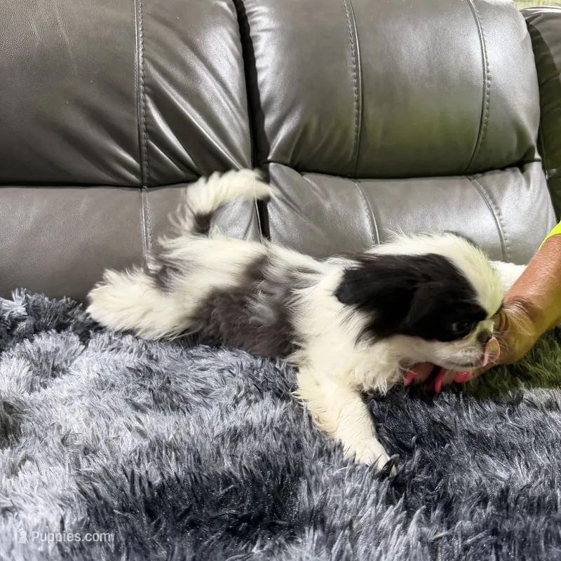 REDUCED:  Mimi's Boy 1 – Japanese Chin puppy for sale in Belton, MO