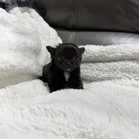 Yoda's TINY Girl, a female Chihuahua for sale in Belton, MO – 4 of 4