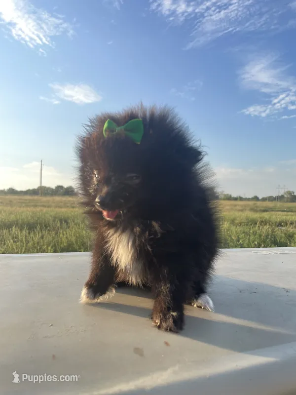 Bella's TINY Green Girl – Pomeranian puppy for sale in Belton, MO