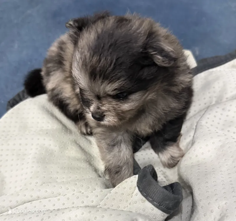 Blue's AKC Boy – Pomeranian puppy for sale in Belton, MO