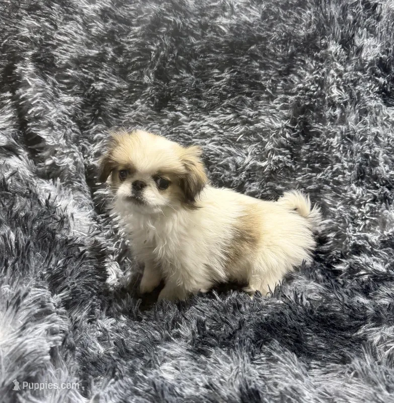 Mimi's Boy 4 – Japanese Chin puppy for sale in Belton, MO