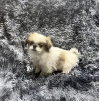 Mimi's Boy 4, a male Japanese Chin for sale in Belton, MO – Photo 1 of 2