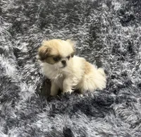 Mimi's Boy 4, a male Japanese Chin for sale in Belton, MO – Photo 2 of 2