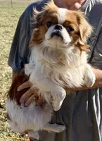 Suki, a male Japanese Chin for sale in Belton, MO – 3 of 3
