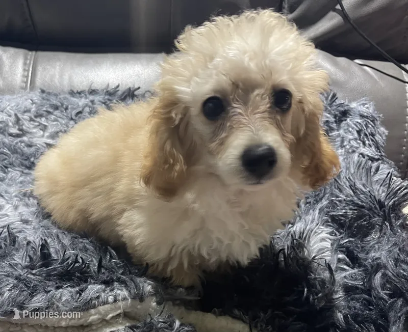 Mitten's Little Tan Boy – Poodle - Toy  puppy for sale in Belton, MO