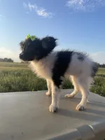 Skyla's AKC Girl 3, a female Papillon for sale in Belton, MO – 4 of 9