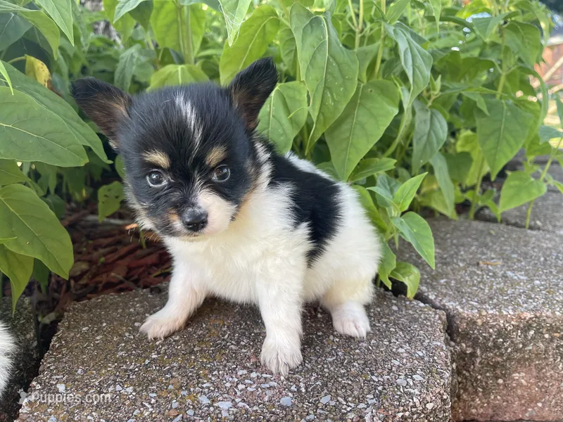 Skyla's Boy 1 – Papillon puppy for sale in Belton, MO