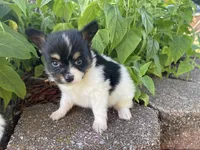 Skyla's Boy 1, a male Papillon for sale in Belton, MO – 1 of 3