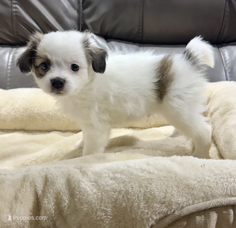 Pumpkin's Boy 2 – Papillon puppy for sale in Belton, MO