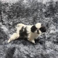 Mimi's Boy 1, a male Japanese Chin for sale in Belton, MO – Photo 2 of 2