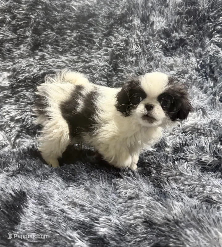 Mimi's Boy 1 – Japanese Chin puppy for sale in Belton, MO