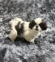 Mimi's Boy 1, a male Japanese Chin for sale in Belton, MO – Photo 1 of 2