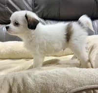Pumpkin's Boy 2, a male Papillon for sale in Belton, MO – 2 of 2