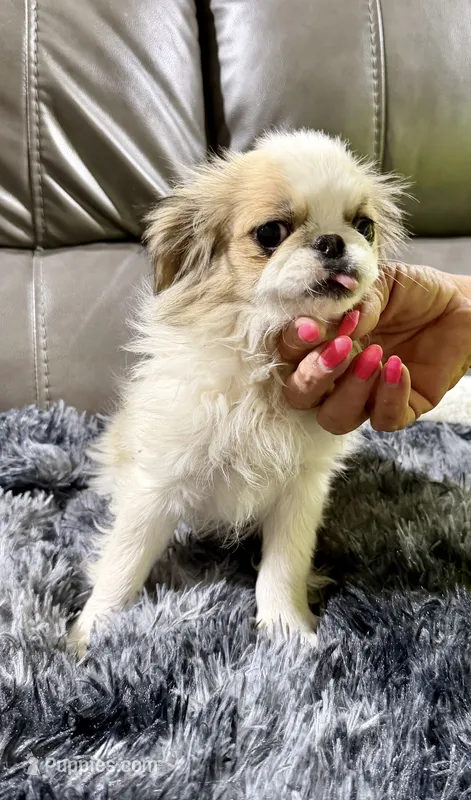 REDUCED:  Mimi's Boy 3 – Japanese Chin puppy for sale in Belton, MO
