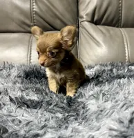 Precious Boy1, a male Chihuahua for sale in Belton, MO – 3 of 3