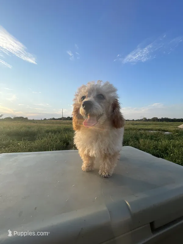 REDUCED:  Mitten's Little Tan Boy – Poodle - Toy  puppy for sale in Belton, MO