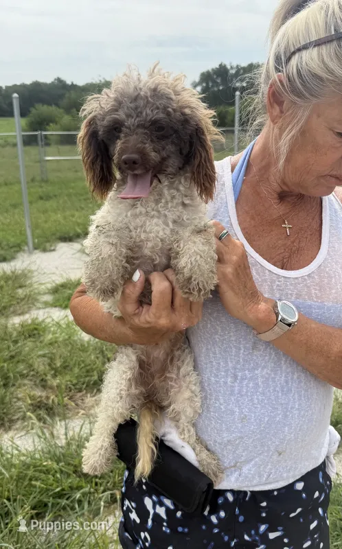 Stream – Poodle - Toy  puppy for sale in Belton, MO