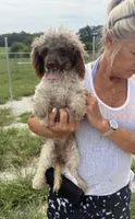 Stream, a female Poodle - Toy  for sale in Belton, MO – 1 of 2
