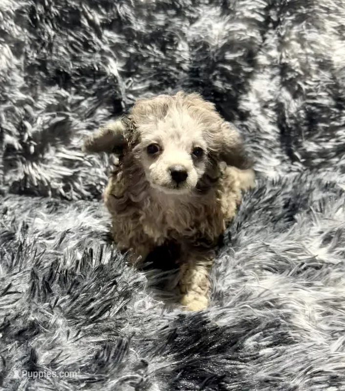 Chai's Boy – Poodle - Toy  puppy for sale in Belton, MO