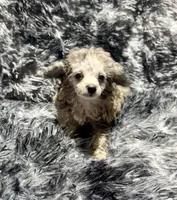 Chai's Boy, a male Poodle - Toy  for sale in Belton, MO – 1 of 3