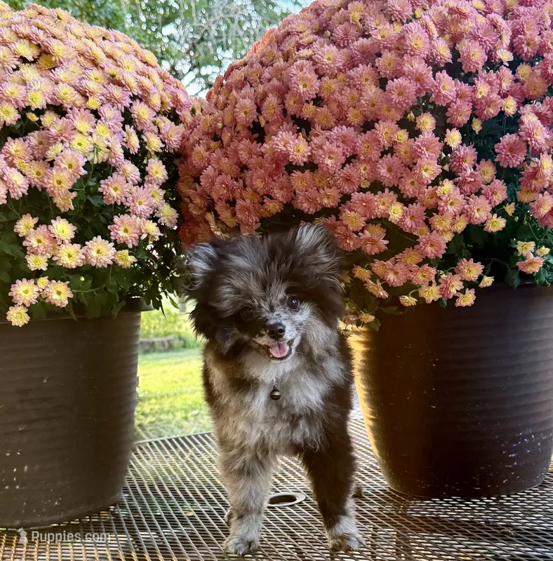 Elvis – Pomeranian puppy for sale in Belton, MO