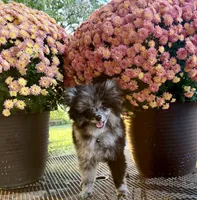 Elvis, a male Pomeranian for sale in Belton, MO – 1 of 2