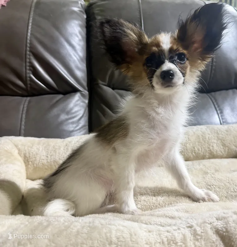 Skyla's AKC Girl 1 – Papillon puppy for sale in Belton, MO