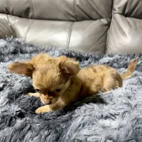 Precious Boy 2, a male Chihuahua for sale in Belton, MO – 2 of 3