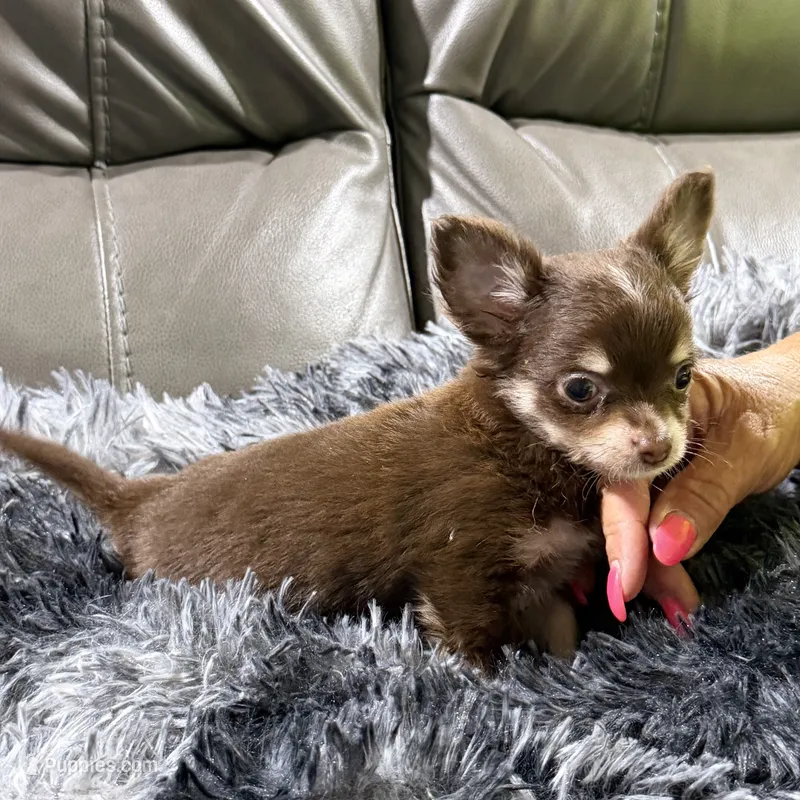 Winter's Boy 2 – Chihuahua puppy for sale in Belton, MO