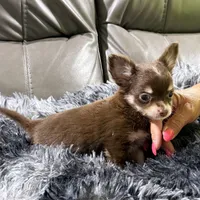 Winter's Boy 2, a male Chihuahua for sale in Belton, MO – 1 of 3