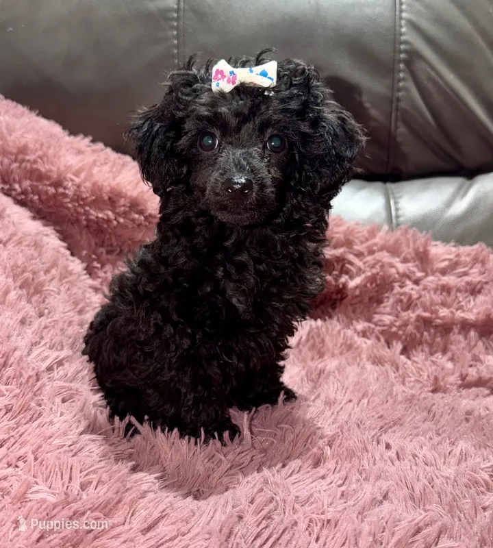 Latte's Girl Purple – Poodle - Toy  puppy for sale in Belton, MO