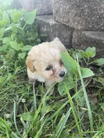 Mitten's TINY Tan Boy, a male Poodle - Toy  for sale in Belton, MO – 2 of 3