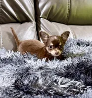 Winter's Boy 2, a male Chihuahua for sale in Belton, MO – 2 of 3