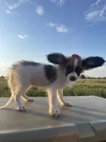 Skyla's AKC Girl 1, a female Papillon for sale in Belton, MO – 3 of 9