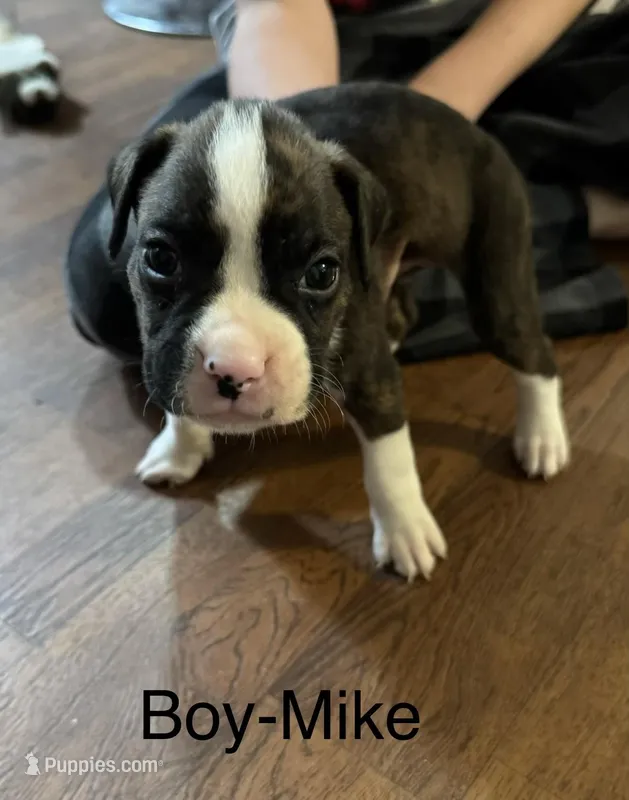 Mike – Boxer puppy for sale in Adkins, TX