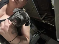 Haven’t named her yet, a female Cane Corso for sale in Stockton, CA – Photo 2 of 3