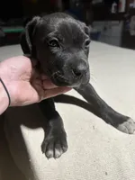 Haven’t named her yet, a female Cane Corso for sale in Stockton, CA – Photo 3 of 3