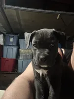 Haven’t named her yet, a female Cane Corso for sale in Stockton, CA – Photo 1 of 3