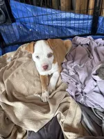 Beau, a male American Bully for sale in Lawrenceville, GA – Photo 2 of 3