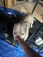 El, a female American Bully for sale in Lawrenceville, GA – Photo 3 of 6