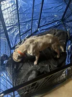 El, a female American Bully for sale in Lawrenceville, GA – Photo 5 of 6