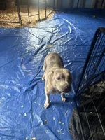 El, a female American Bully for sale in Lawrenceville, GA – Photo 1 of 6