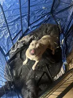 El, a female American Bully for sale in Lawrenceville, GA – Photo 4 of 6