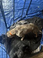 El, a female American Bully for sale in Lawrenceville, GA – Photo 6 of 6