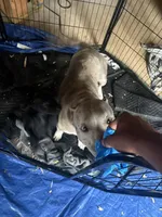 El, a female American Bully for sale in Lawrenceville, GA – Photo 2 of 6