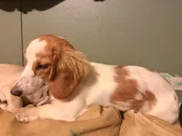 Darla, a female Miniature Dachshund for sale in Burlington, NC – Photo 3 of 3