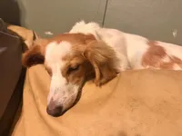 Darla, a female Miniature Dachshund for sale in Burlington, NC – Photo 2 of 3