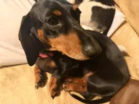 Precious , a female Miniature Dachshund for sale in Burlington, NC – 3 of 6