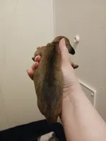 SH Shaded Red female, a female Miniature Dachshund for sale in Burlington, NC – Photo 3 of 3